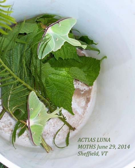 Luna Moths are Giant Silk Moths, Actias, which live after eclosing from their pupae only about 4-7 days. 
