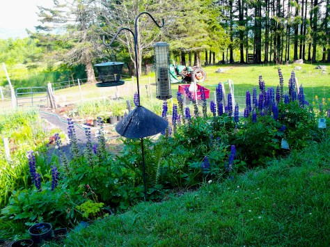 Stephanie is "gods gardener" or so I call her!