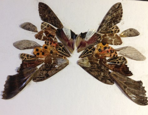 Moth Wing Picture -- Made from wings of moths found each morning in Vermont
