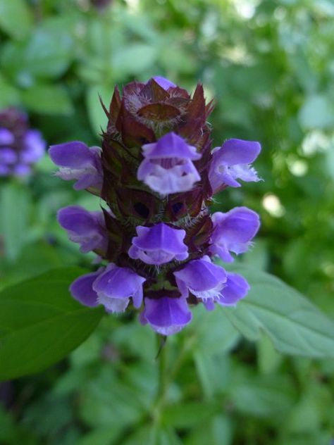 Self-Heal or Heal-all (My first wild flower and the one that changed everything)