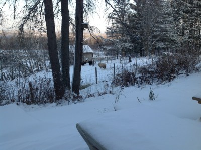 Mt Harmony Sheep in Snow November 2014