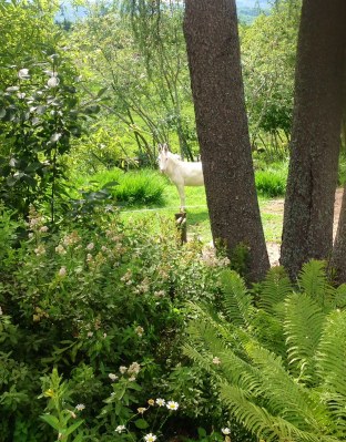 Unicorn Heres loooking at you