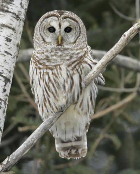 Audobon Field Guide Barred Owl